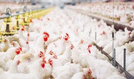 feed conversion, feed conversion ratio, biosecurity, bin scales, bin monitoring system, feed control, precision feeding, sow health, bin scales, remote bin monitoring, cloud feed bin, bin weighing, lactation bin, bintrac, herdstar, precision farming