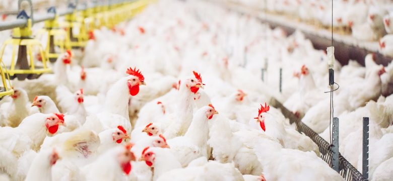 feed conversion, feed conversion ratio, biosecurity, bin scales, bin monitoring system, feed control, precision feeding, sow health, bin scales, remote bin monitoring, cloud feed bin, bin weighing, lactation bin, bintrac, herdstar, precision farming