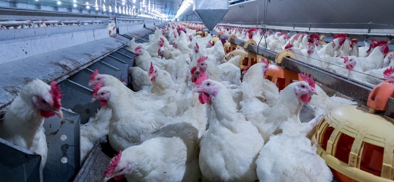 feed accuracy, feed monitoring, batch feeding, scheduled feeding, feed conversion, feed conversion ratio, biosecurity, bin scales, bin monitoring system, feed control, precision feeding, sow health, bin scales, remote bin monitoring, cloud feed bin, bin weighing, lactation bin, bintrac, herdstar, precision farming