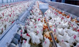 precision feeding, broiler breeder health, feed accuracy, feed monitoring, batch feeding, scheduled feeding, feed conversion, feed conversion ratio, biosecurity, bin scales, bin monitoring system, feed control, precision feeding, sow health, bin scales, remote bin monitoring, cloud feed bin, bin weighing, lactation bin, bintrac, herdstar, precision farming