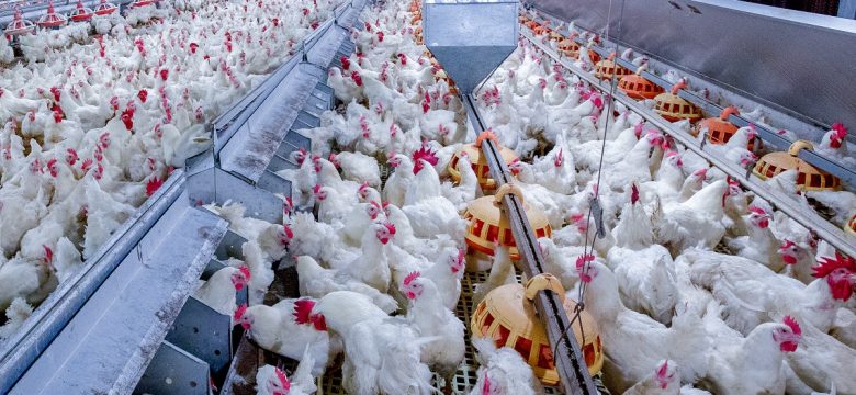 precision feeding, broiler breeder health, feed accuracy, feed monitoring, batch feeding, scheduled feeding, feed conversion, feed conversion ratio, biosecurity, bin scales, bin monitoring system, feed control, precision feeding, sow health, bin scales, remote bin monitoring, cloud feed bin, bin weighing, lactation bin, bintrac, herdstar, precision farming